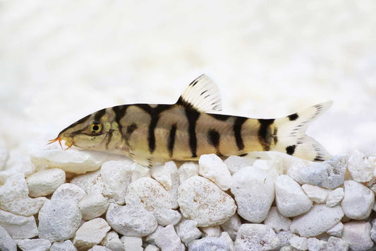 Yoyo Loach (Botia Lohachata)