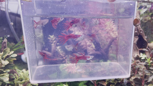 Red crowntail guppy pairs (wild)