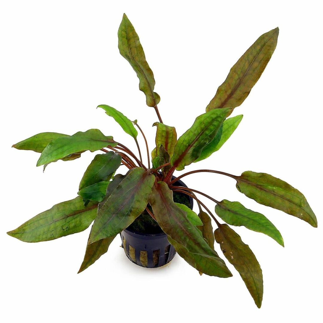Cryptocoryne affinis sp red