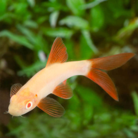 Albino rainbow shark