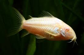 Albino cory (Corydoras aeneus)