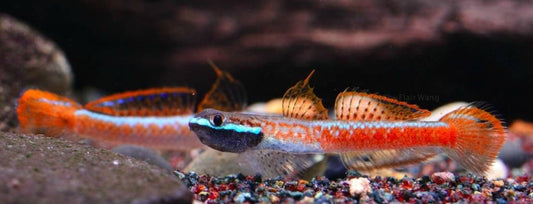 Annie's Goby (Stiphodon Annieae)