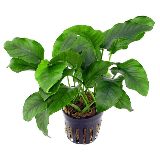 Anubias barteri var barteri