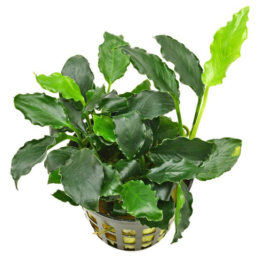 Anubias nana sp. Kirin