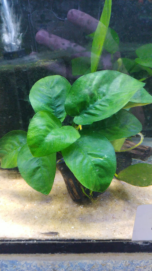 Anubias barteri sp butterfly