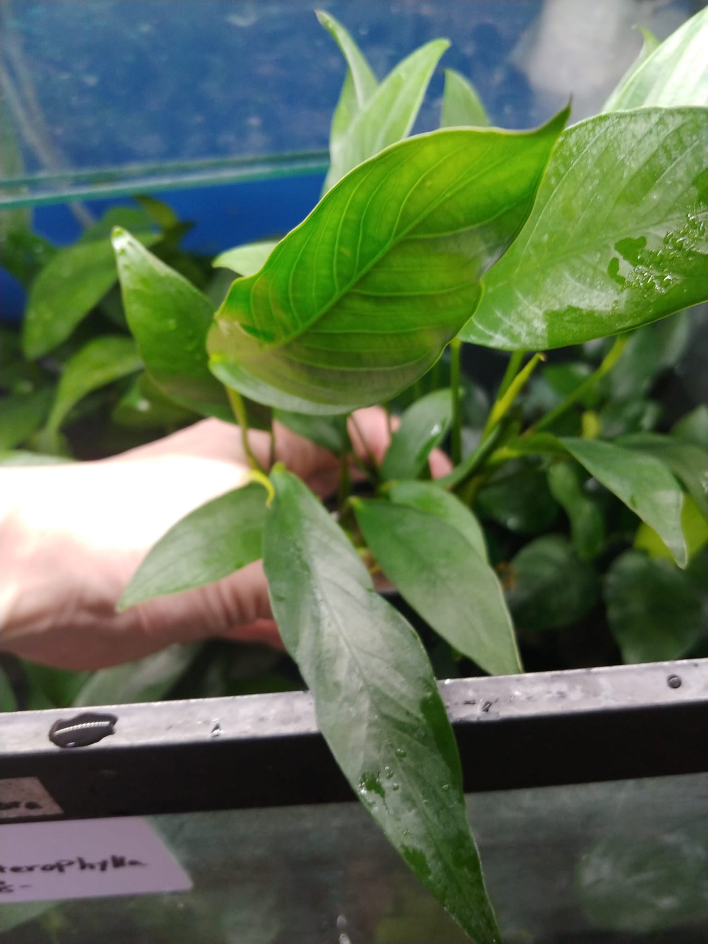 Anubias congensis