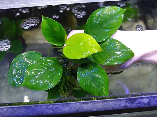 Anubias barteri sp. Diamond