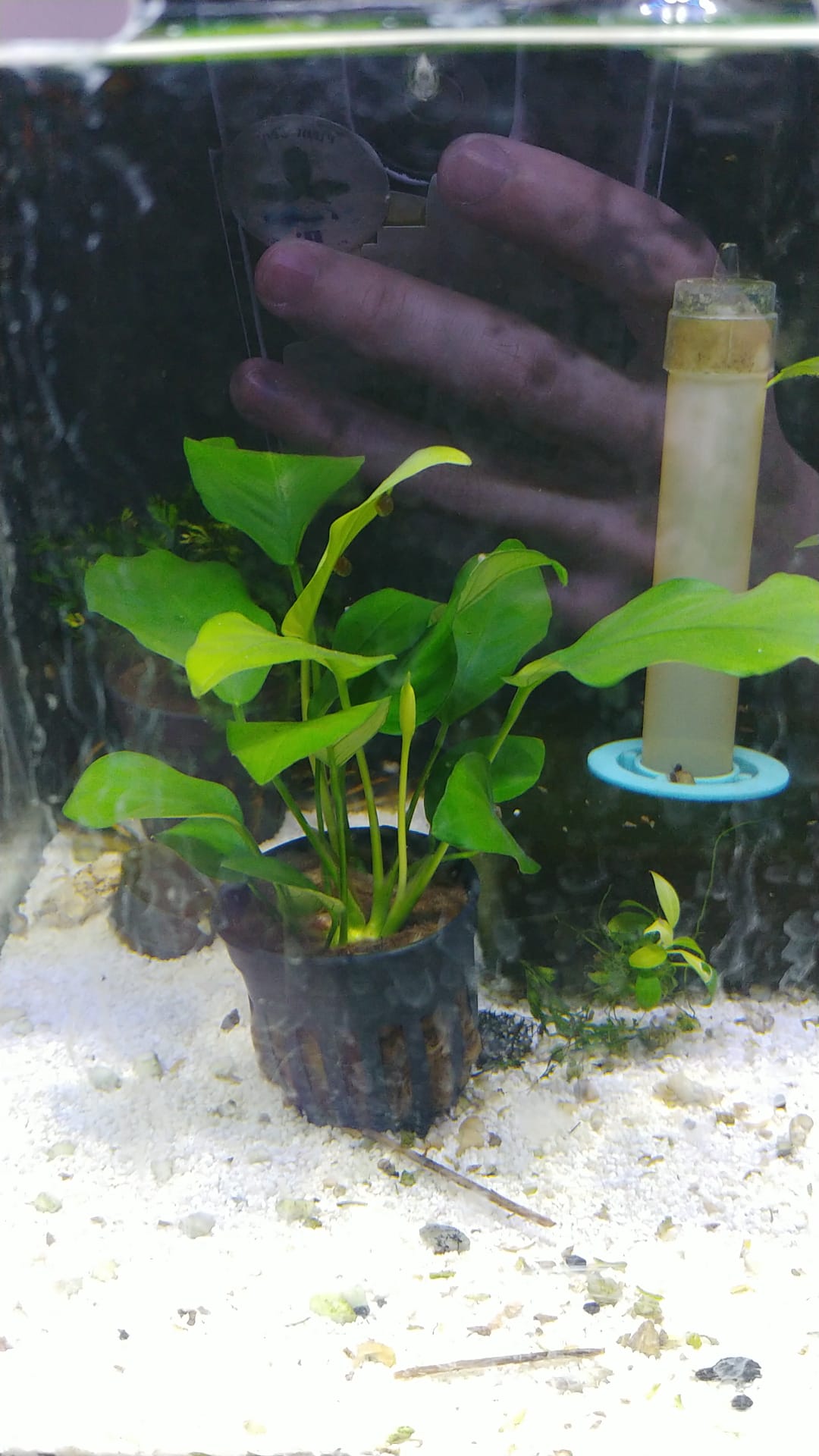Anubias nana var tall