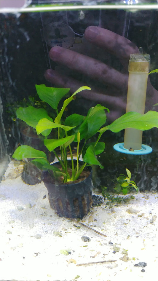 Anubias nana var tall