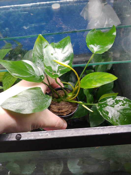 Anubias nana sp. Tropica