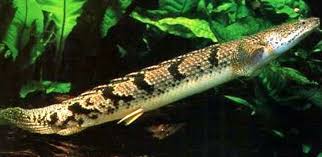 Polypterus delhezi- armoured bichir