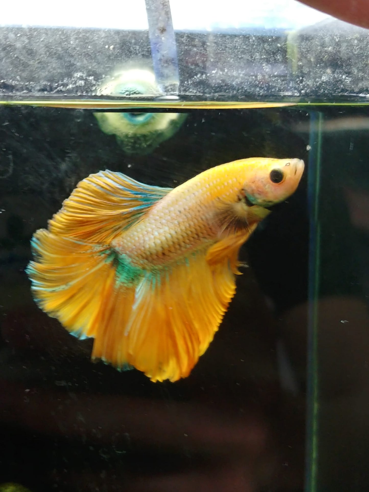 Halfmoon Betta male (Assorted )