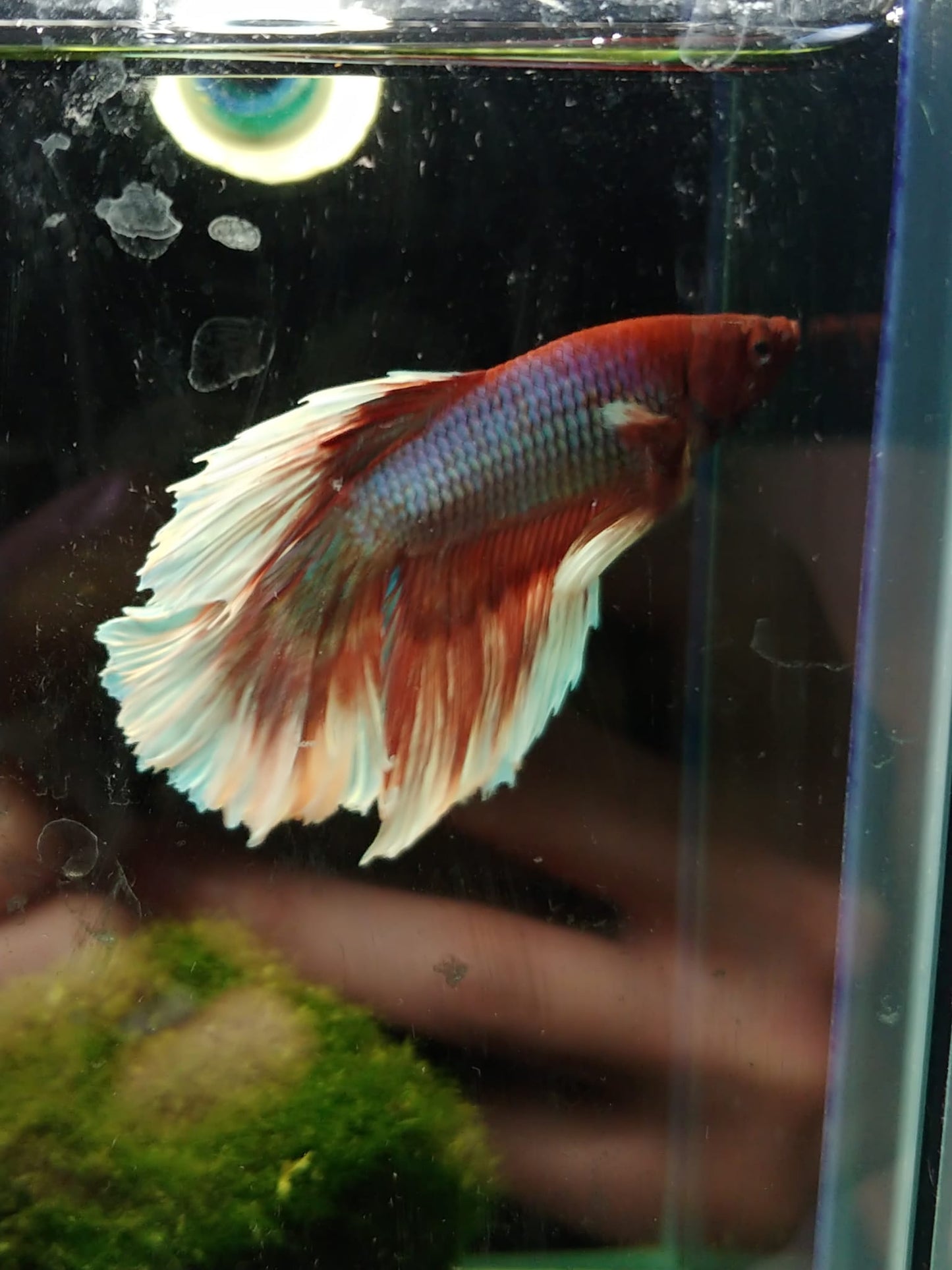 Halfmoon Betta male (Assorted )