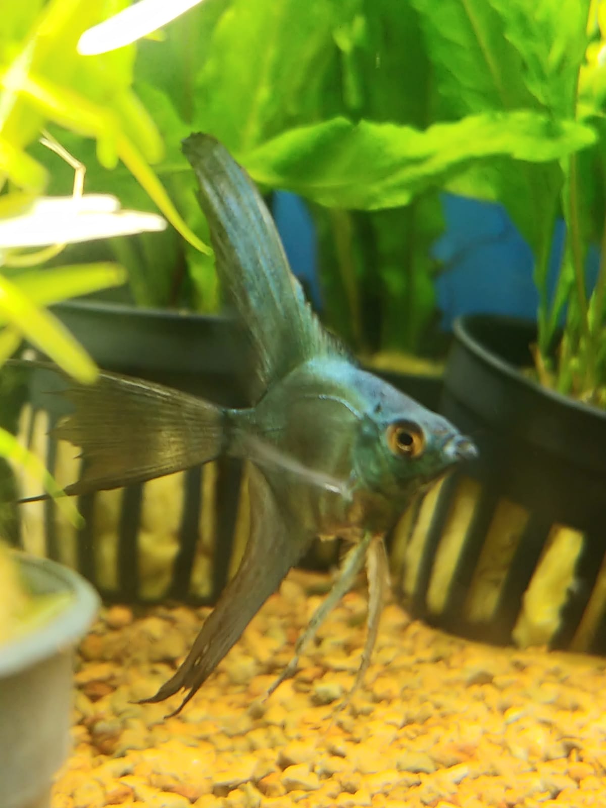 Avatar Zebra Angelfish ( Pterophyllum scalare )