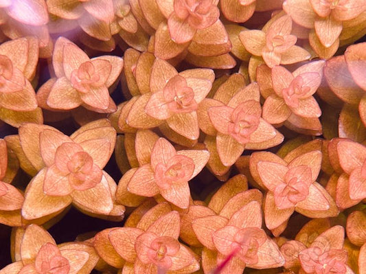 Bacopa caroliniana