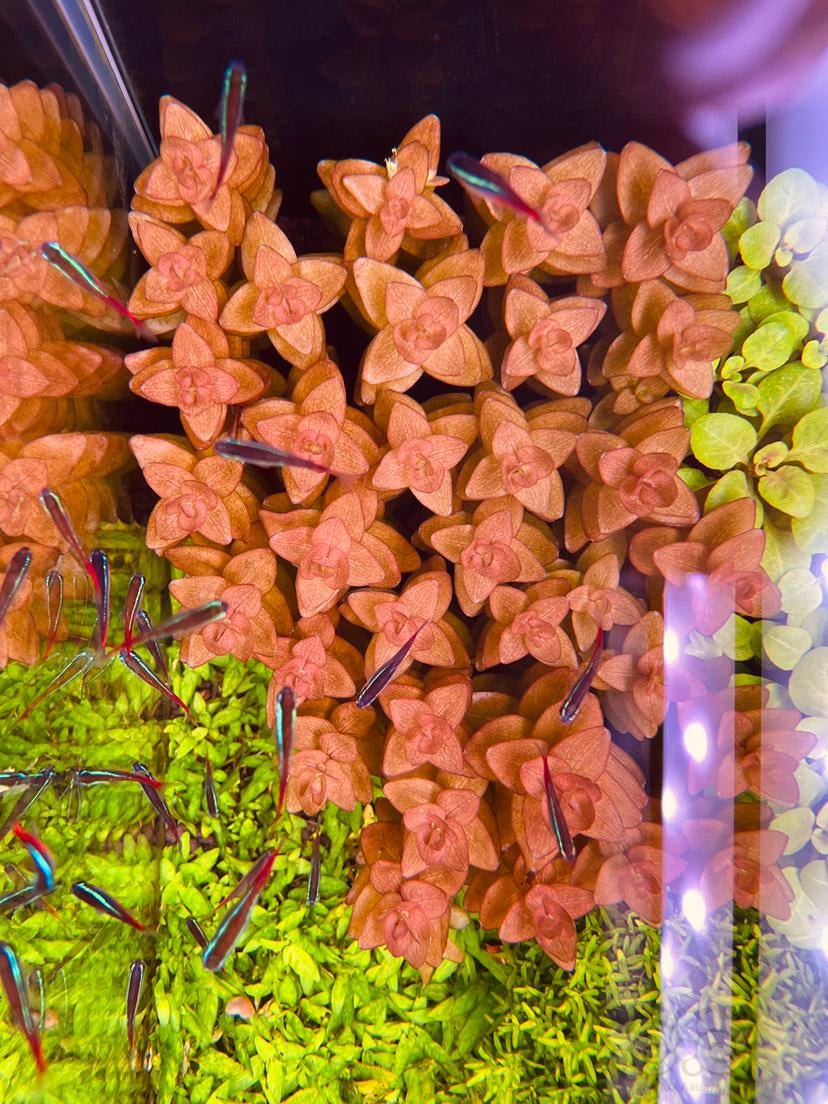 Bacopa caroliniana