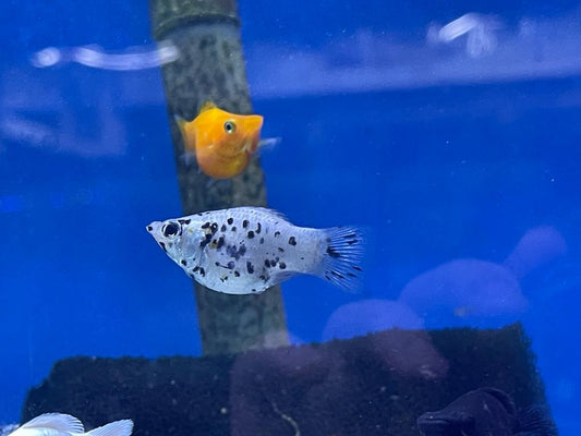 LYRETAIL BALLOON MOLLY °ASSORTED° - Goodjoseph LIVE Fish Store