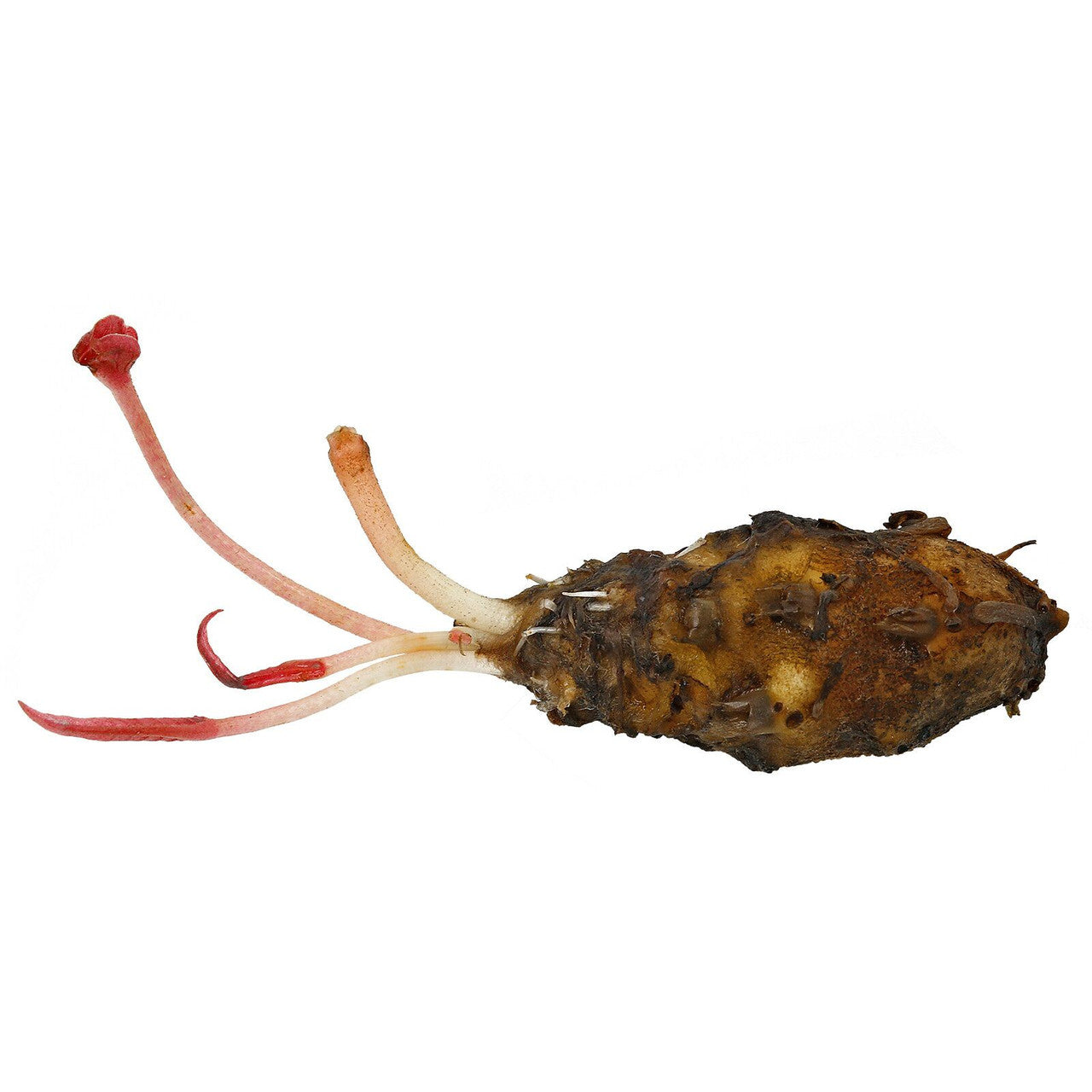 Barclaya longifolia 'Red' bulb