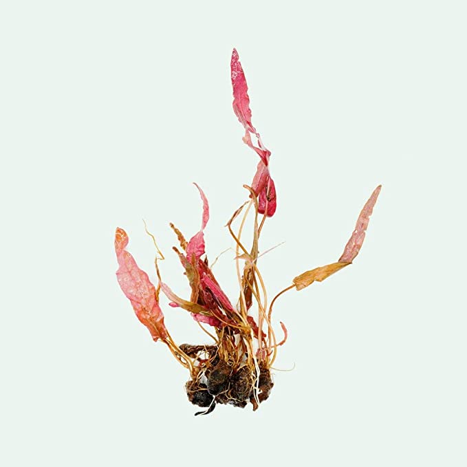 Barclaya longifolia 'Red' bulb