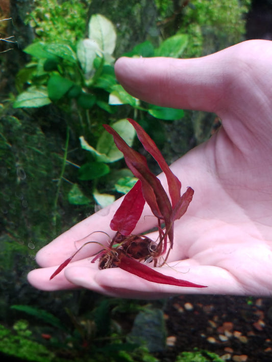 Barclaya longifolia