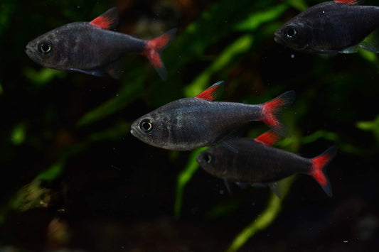 Eilyos tetra(Wild Caught) -Hyphessobrycon eilyos