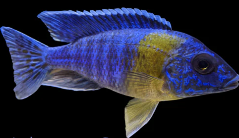 Bi-colour peacock