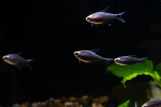 Nematobrycon palmeri var - Black emperor Tetra