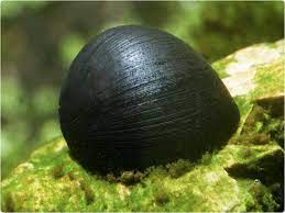 Black Helmet Nerite (Neritina pulligera )