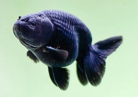 Black Ranchu