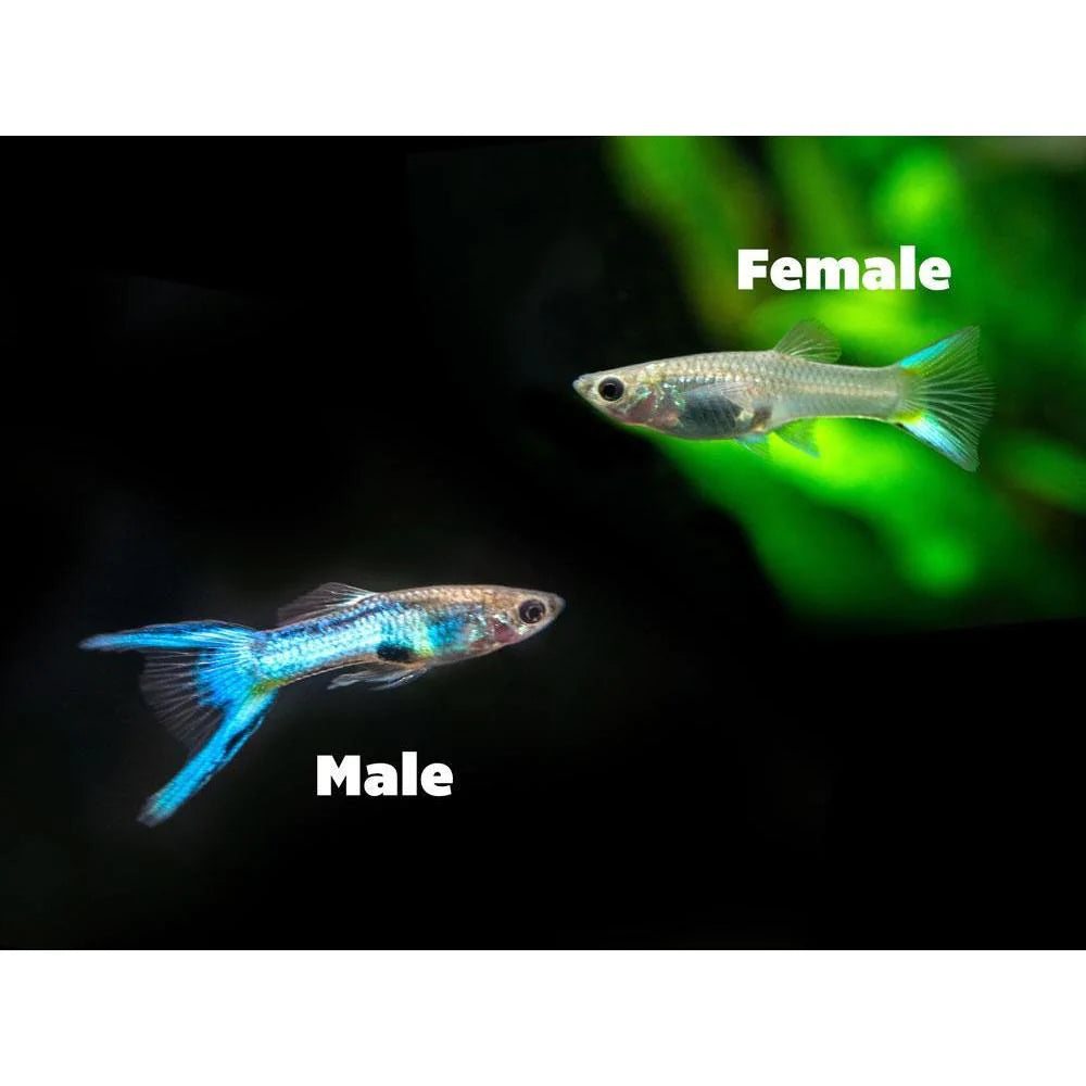 Endler Guppy (blue)