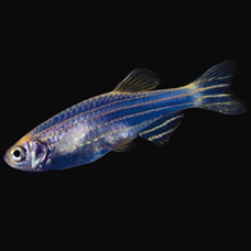 Color Danio