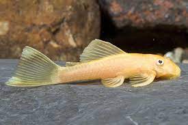 Golden Blue-Eyed Bristlenose (Ancistrus temminckii )