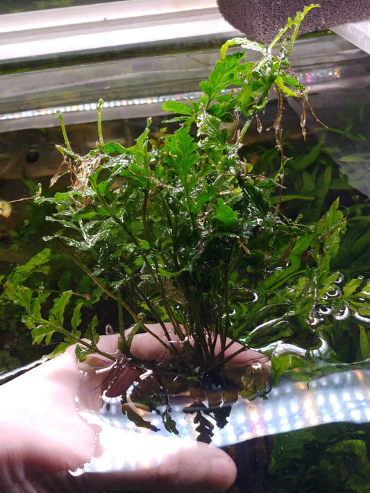 bolbitis heudelotii