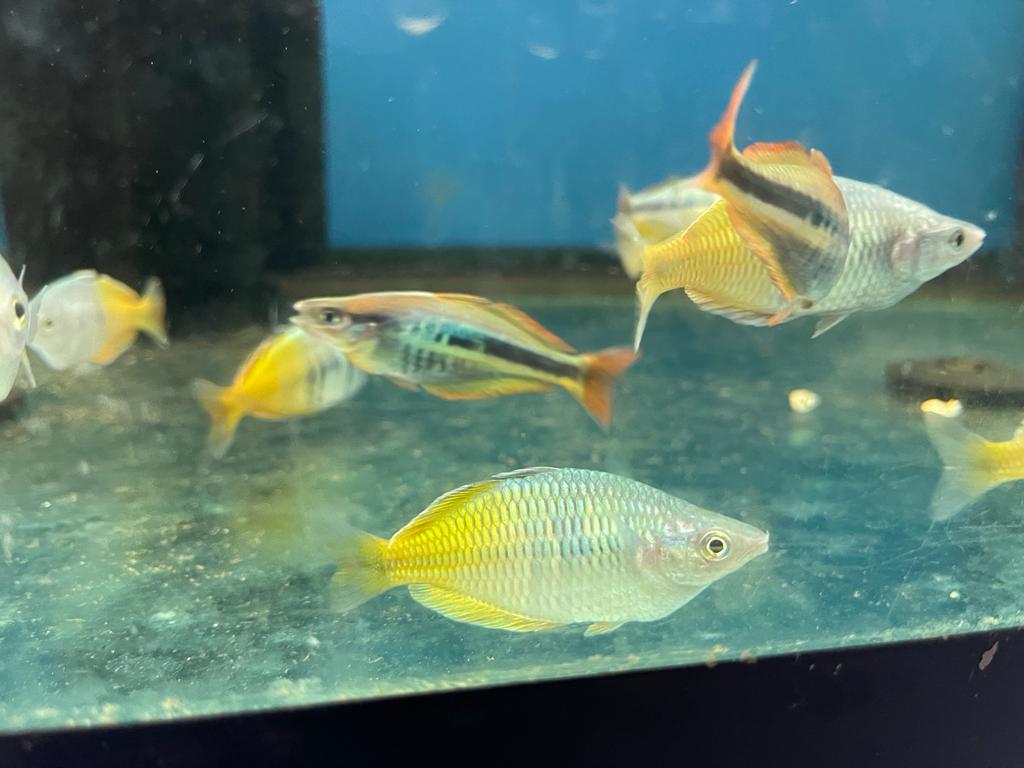 Wapoga alleni rainbowfish (Chilatherina alleni)