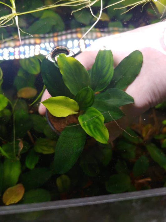 Bucephalandra sp. Green Broad