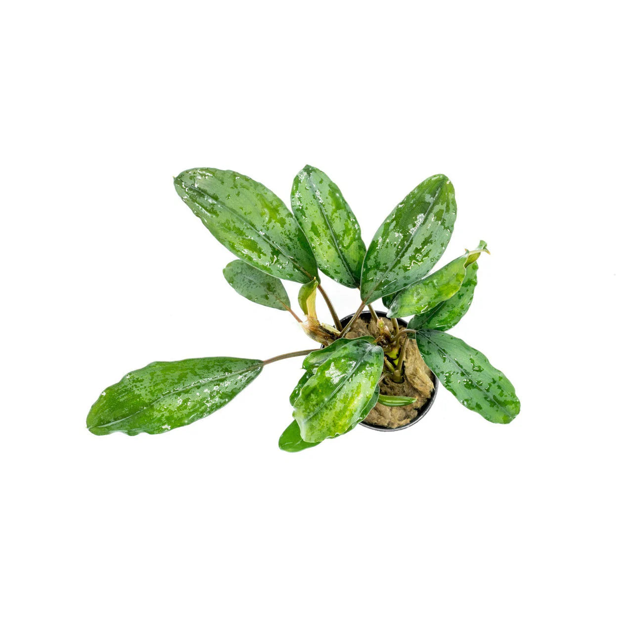 Bucephalandra sp. Green Broad