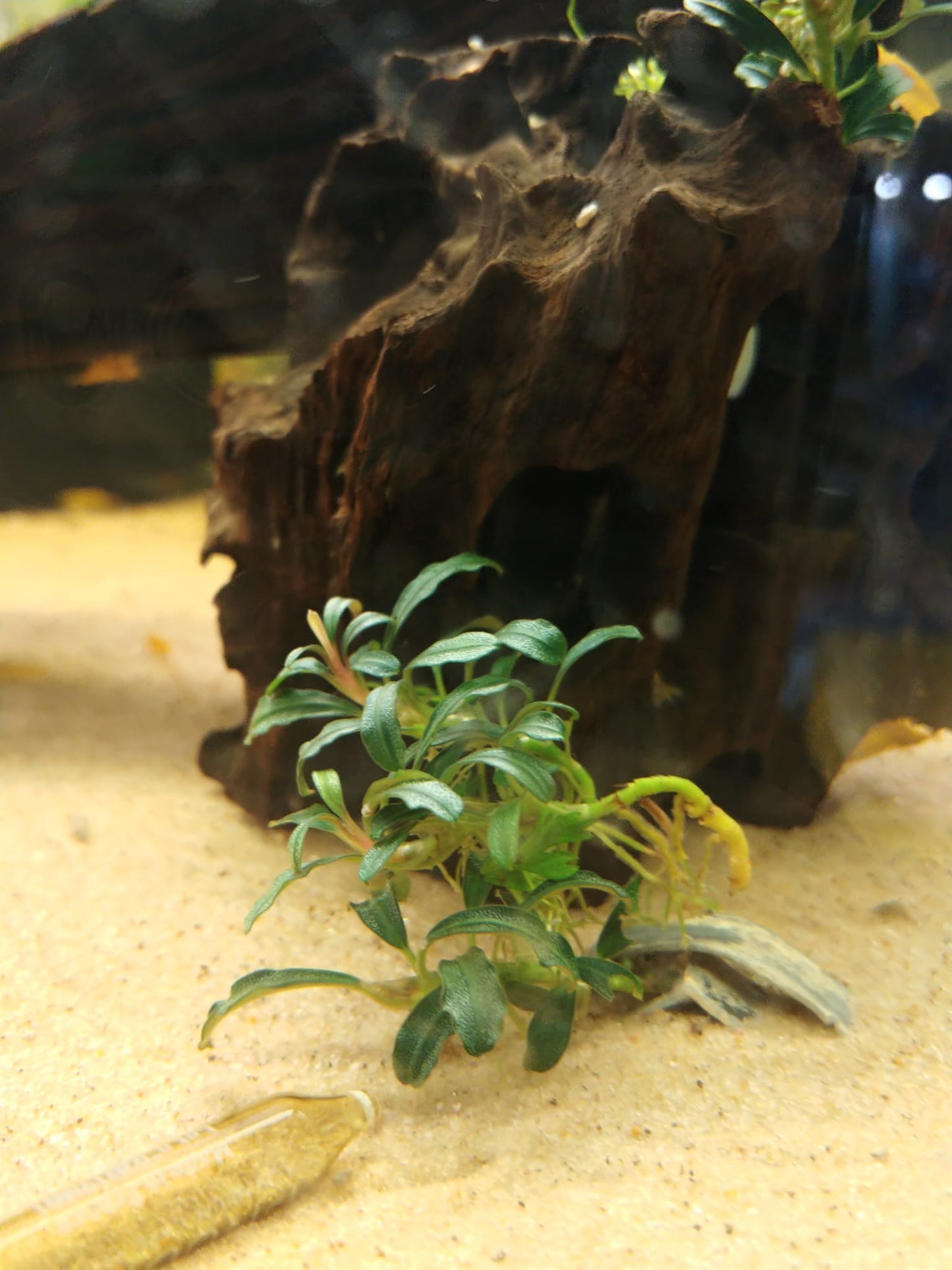 Bucephalandra grappa red