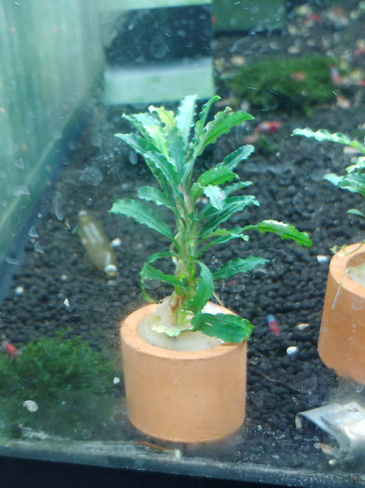 Bucephalandra sp. Velvet 1