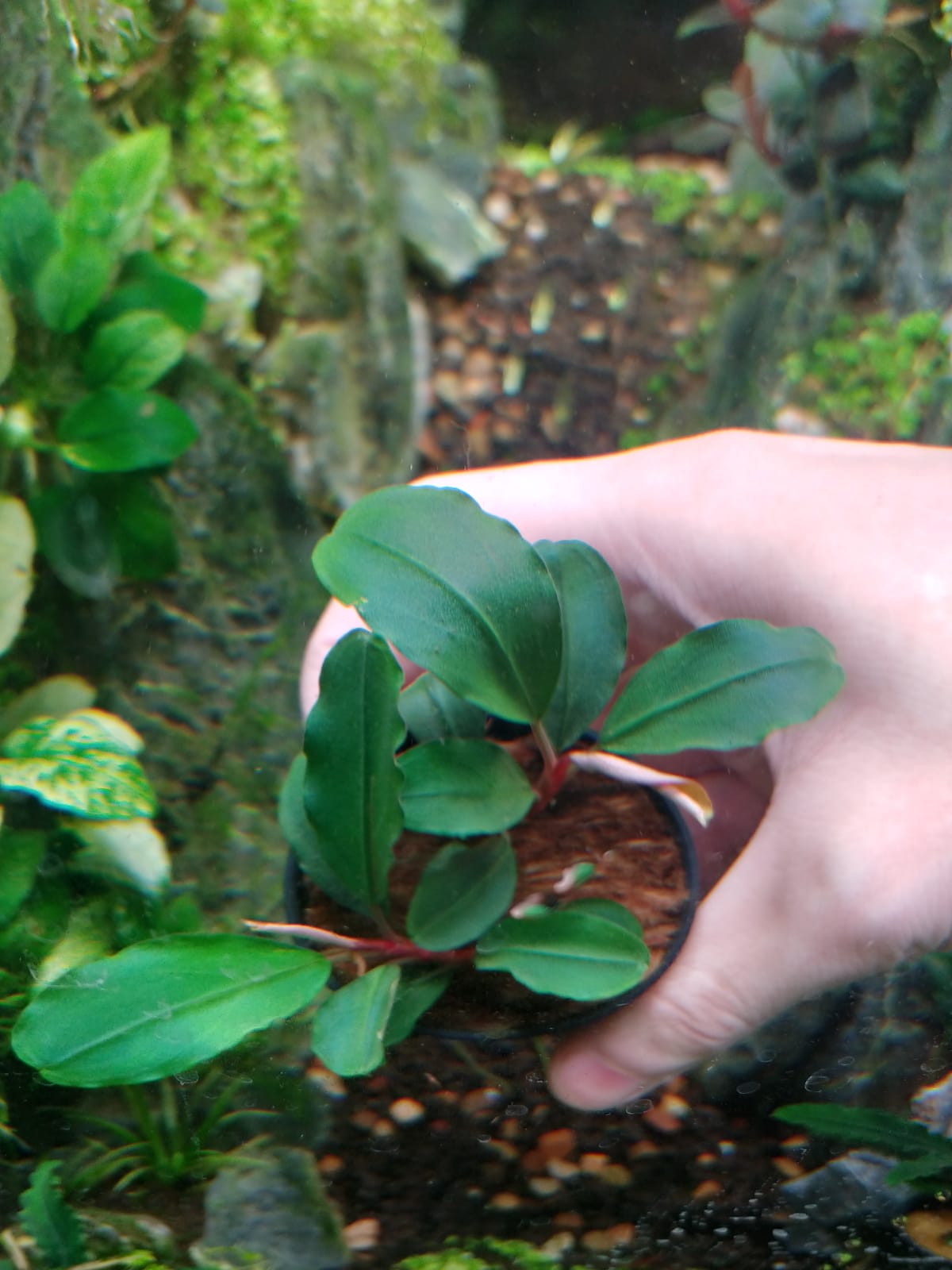 Bucephalandra sp. Theia