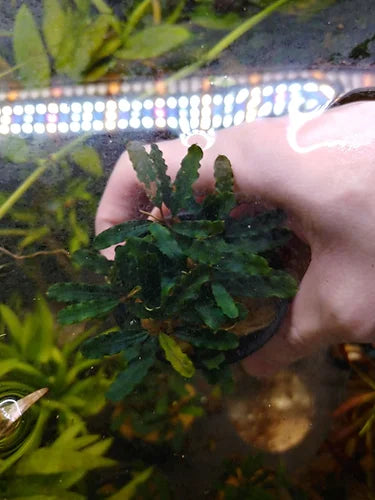 Bucephalandra sp. Titan