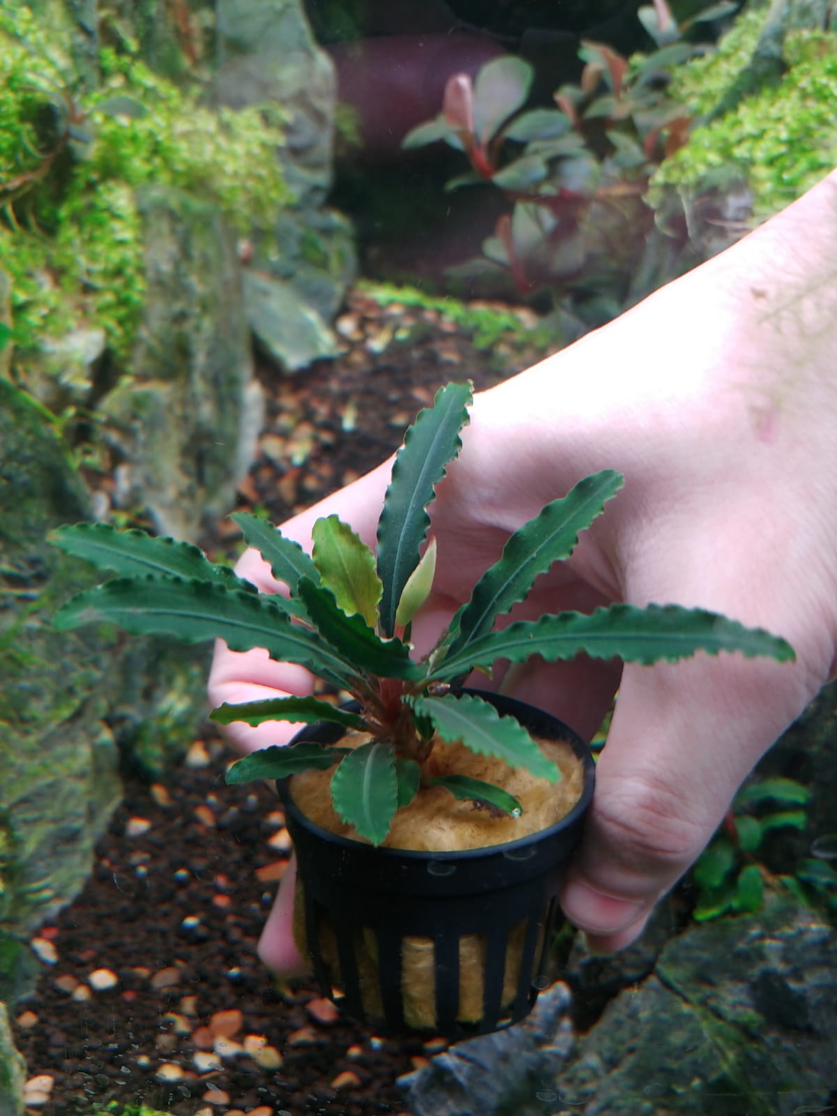 Bucephalandra sp. Velvet