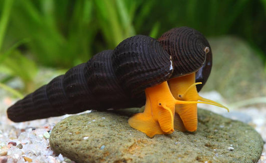 Orange Poso Rabbit Snail (Tylomelania sp. )