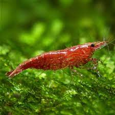 Cherry Shrimp (Neocaridina Davidi)