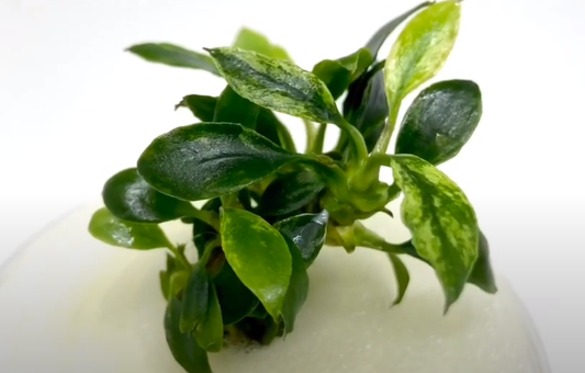 Anubias chili mini