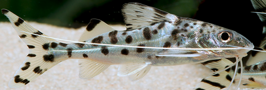 Pimelodus pictus - spotted pictus catfish