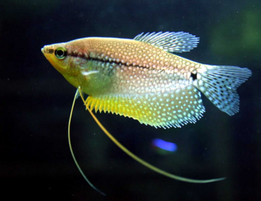 Pearl gourami