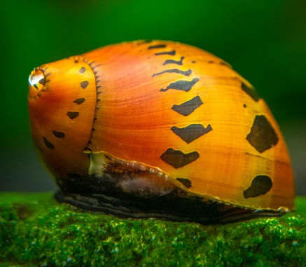Tire Track Snail (Neritina semiconica)