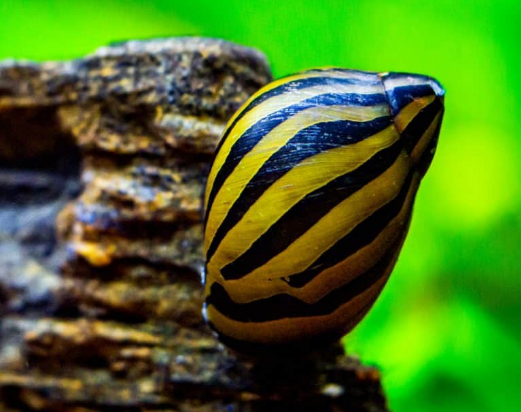 Zebra Snail (Neritina natalnesis)