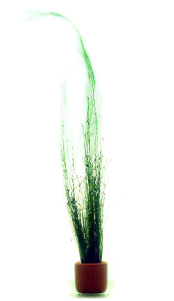 Eleocharis vivipara (umbrella hairgrass)