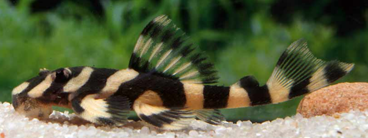 L168 Butterfly pleco – Aquapets ( KowloonAquarium)